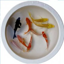 غڽ̼-ɫ綩۸-ˮ