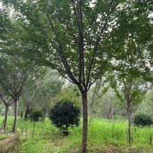 日本晚樱的基地在哪里?