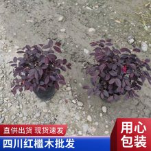 红花檵木 红继木球冠幅60--120公分球型紧实 基地种植