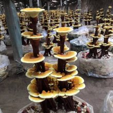 盆景灵芝菌种 赤灵芝菌包 种植技术支持 活体嫁接盆栽 康瑞灵芝厂家