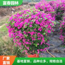 基地供应三角梅小苗 学校厂区园林道路绿化带种植苗木