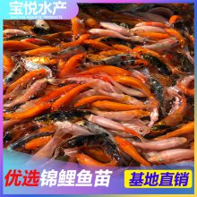 ŷѯ緱ֳ