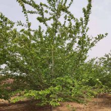 ����������ӣӣ���� �Ż� 10����ӣ��������