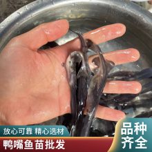 淡水养殖 鸭嘴鱼苗 易成活繁殖快 品种多样基地批发 港发水产