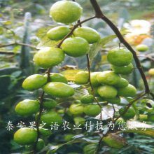 硢硢ʺϷֲƷ