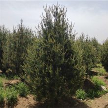 绿化专用白皮松 1.5米 2米 3米 3.5米白皮松树