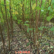 刺槐苗哪里多 荒山造林刺槐苗产地 1年2年刺槐苗规格
