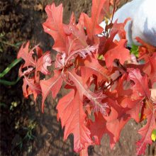 供应北美红橡树新品种欧洲红栎 红橡树小苗 变色好生长快 价格便宜