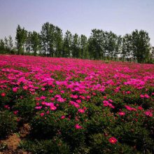 现基地白芍芽芍药芽***格