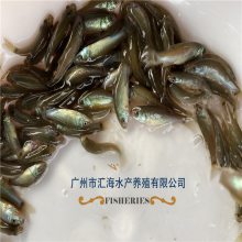 汇海水产 丁桂鱼苗养殖食用桂花鱼丁贵鱼欧洲鳜鱼淡水养殖优质鱼苗