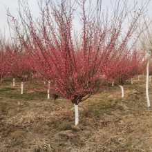 大型梅花基地 出售10公分红梅树 12公分原生红梅小苗 源新苗木