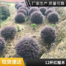 庭院观花观叶造型 红檵木 色块灌木种植基地 强的抗干旱能力