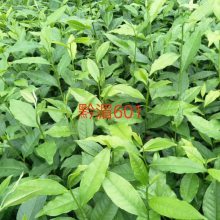 康县中茶108茶苗-批发商茶苗种植技术