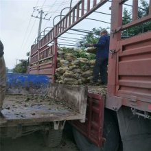 茶飘香生长快耐湿石楠_山东庭院石楠_红叶石楠报价