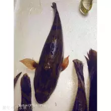 南阳淅川县 纯种笋壳鱼苗 高埗笋壳鱼苗 淡水笋壳鱼苗养