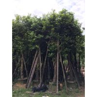 ֱ-ֱ5-30ִ