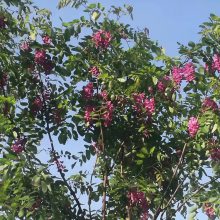 香花槐种植基地 6至15公分香花槐 常年出圃 移栽苗 好成活 河北保定香花槐