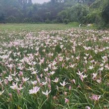 30高红花葱兰基地 小杯红花葱兰批发 红花葱兰地苗基地出售