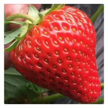 优质红颜草莓苗 咖啡草莓苗 原生苗 红石美草莓苗