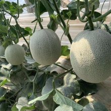 奶香蜜王种子 奶香味哈密瓜种子每袋200粒全新上架