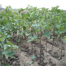四年无花果树苗 帅阳苗木 波姬红无花果苗 供求信息