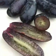 葡萄苗批发、葡萄苗行情