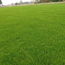 �첥��ƺ�۸� �ɶ��첥��ƺ���� �ɶ���ƺ��ֲ���� �첥��ƺͼƬ������