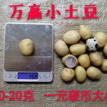 供应春季优质精选迷你小土豆，