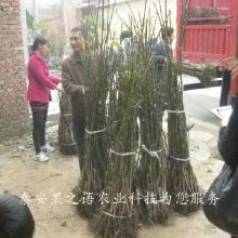 晋丰核桃树苗基地、晋丰核桃树苗一亩栽多少棵