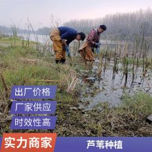 盆栽适合河道绿化芦苇苗表流湿地水生植物每株3芽以上负责施工种植包成活