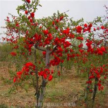 丛生贴梗海棠小苗 贴梗木瓜 盆栽桩景 花镜花丛观赏 园林景区花坛