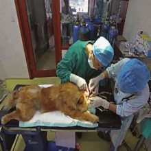 宠物医院污水处理设备一体化小型污水处理设备