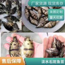 港发水产厂家 淡水养殖石斑鱼苗现售 淡水石斑鱼苗耐低氧 运输包活
