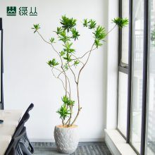 百合竹高端办公室客厅网红植物室内装饰净化空气富贵竹绿植盆栽雕花盆
