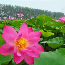 天利水景绿化水生植物基地,景观工程荷花苗，净化水质美化水面