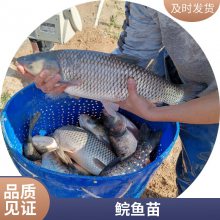 港发水产 供应草鱼苗 俄罗斯金草鱼苗活体 少病害 适应能力好 工厂批发