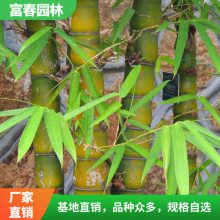 苗圃竹苗 佛肚竹 庭院绿篱植物 园林造景用竹护坡固土列植