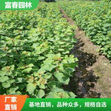 乌桕行道树园林绿化工程 乌桕树 种植基地多规格供应