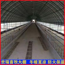 养牛大棚建设 宁津县世瑞畜牧设备 肉牛养殖大棚搭建