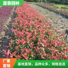 红花 继木球 花坛花镜 行道树 庭院绿化苗木 园林丛植