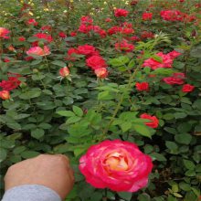 周至月季苗批发 红花月季 粉花月季 丰花月季 沙曼莎品种月季供应