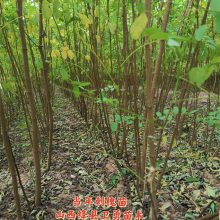山西绛县刺槐苗产地 出售一年 两年 三年刺槐苗各种规格