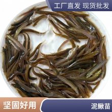 批发优质泥鳅苗 港发水产 生长快 适应环境 提供专业养殖技术