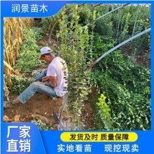 润景 公园街道绿化苗 修剪性强 好成活 1米2北海道黄杨价格