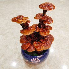 工艺品灵芝盆景制作厂家 盆栽批发 观赏用赤芝 灵芝种植技术 盆景摆件