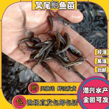 供应鲜活水产***叉尾鱼苗 广东清远鱼苗批发商家 可视频看货 渝/甘/宁全国发货