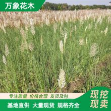 ���ع�Ӧ������έС�� ˮ��ֲ�� ʪ�ع�԰�쾰���Ͳ� �����ȫ