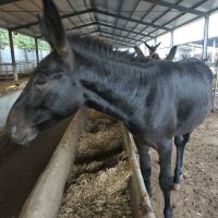 三粉驴肉驴 养殖场出售大小肉驴价格 德州驴养殖技术