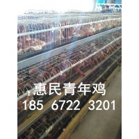 鹤壁市惠民青年鸡供应商 育成鸡 后备鸡***报价