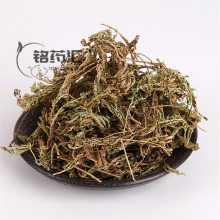 正宗天然锅巴草 岩青/岩扁柏/过路蜈蚣/大凤尾草/地柏草